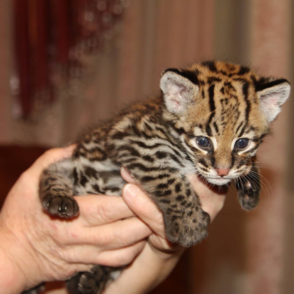 Ocelot Kittens  WhatsApp: +27842597191