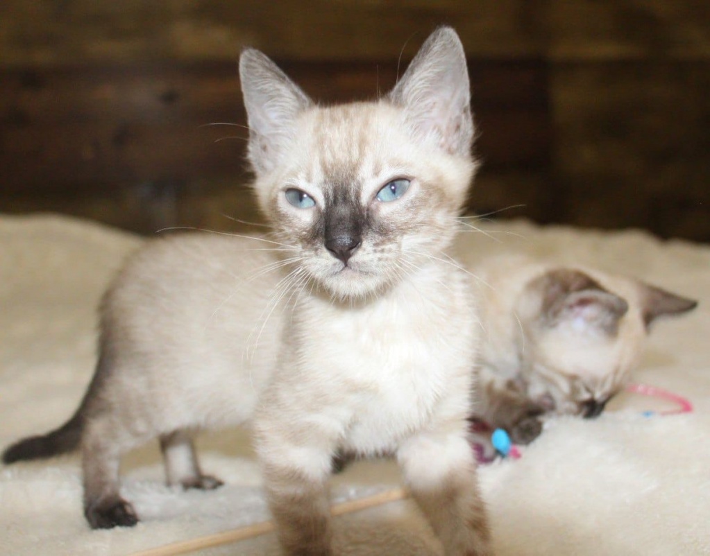 Snow/Silver/Charcoal/Brown Bengal Kittens  WhatsApp: +27842597191