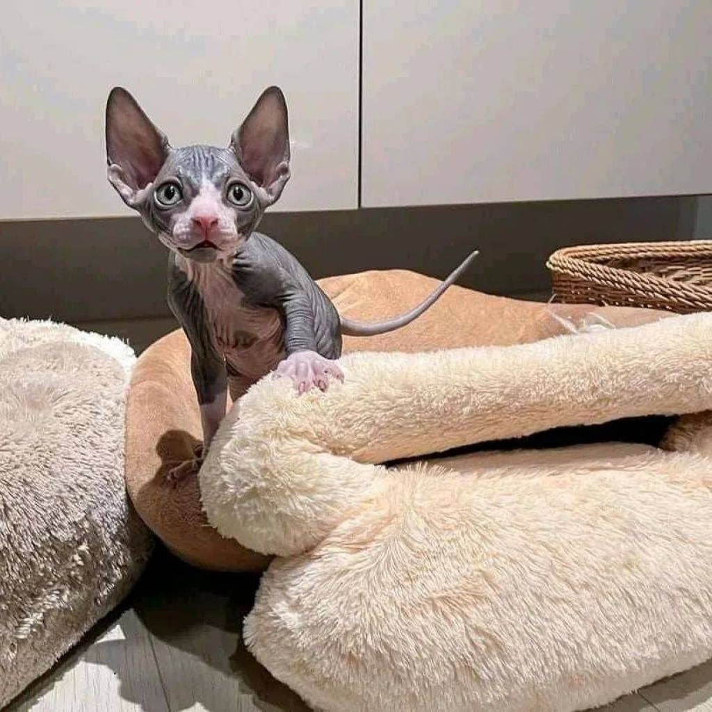 Sphynx Kittens  WhatsApp: +27842597191