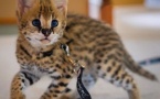African Serval Kittens WhatsApp: +27842597191