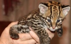 Ocelot Kittens  WhatsApp: +27842597191
