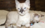 Snow/Silver/Charcoal/Brown Bengal Kittens  WhatsApp: +27842597191