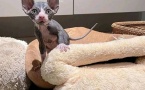 Sphynx Kittens  WhatsApp: +27842597191