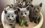 Russian Blue Kittens WhatsApp: +27842597191
