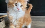 Maine Coon Kittens WhatsApp: +27842597191