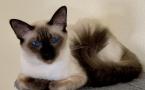 Balinese Kittens WhatsApp: +27842597191