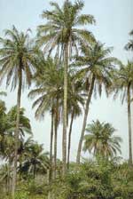 Menace de disparition des palmiers à huile : Les paysans de Sédhiou se mobilisent pour reboiser