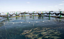 L’AQUACULTURE NE DOIT PAS SE LIMITER À LA PISCICULTURE (RESPONSABLE D’ONG) L’AQUACULTURE NE DOIT PAS SE LIMITER À LA PISCICULTURE (RESPONSABLE D’ONG)