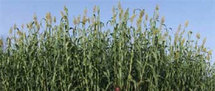 NIORO / EN PERSPECTIVE DE LA ¨PROCHAINE CAMPAGNE DE COMMERCIALISATION AGRICOLE « L’Inter-penc » prêt a défendre les intérêts des producteurs NIORO / EN PERSPECTIVE DE LA ¨PROCHAINE CAMPAGNE DE COMMERCIALISATION AGRICOLE « L’Inter-penc » prêt a défendre les intérêts des producteurs