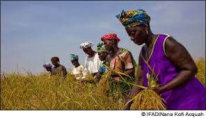 agriculture ivoirienne agriculture ivoirienne