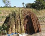Promotion de la filière sésame : Les Américains injectent plus de 41 millions à Madina Souané Promotion de la filière sésame : Les Américains injectent plus de 41 millions à Madina Souané