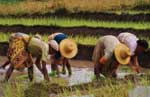 Agriculture Dimension genre dans les exploitations agricoles : Les hommes, toujours maîtres des terres