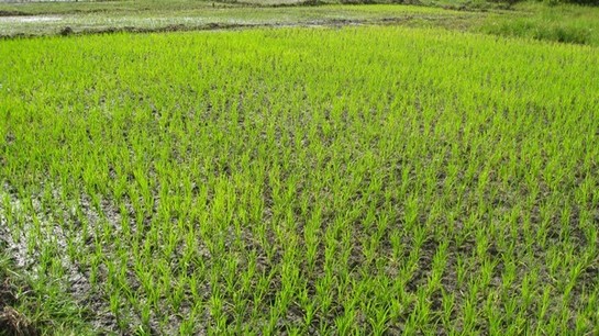 Le PAPIL en ordre de bataille pour la prochaine campagne agricole; le pari du Coordonnateur National sera-t-il gagné? Le PAPIL en ordre de bataille pour la prochaine campagne agricole; le pari du Coordonnateur National sera-t-il gagné?