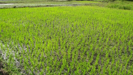 Du riz de contre saison irrigué dans la région de Fatick, du jamais vu et pourtant le PAPIL l'a réussi grâce à la technique du Système de Riziculture Intensive (SRI) Du riz de contre saison irrigué dans la région de Fatick, du jamais vu et pourtant le PAPIL l'a réussi grâce à la technique du Système de Riziculture Intensive (SRI)