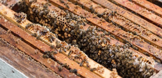 La Banque africaine de développement approuve une aide de 343 000 dollars EU pour accroître la production de miel au Rwanda La Banque africaine de développement approuve une aide de 343 000 dollars EU pour accroître la production de miel au Rwanda