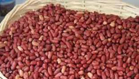 CAMPAGNE AGRICOLE : DIOURBEL REÇOIT 4823 TONNES DE SEMENCES D’ARACHIDES CAMPAGNE AGRICOLE : DIOURBEL REÇOIT 4823 TONNES DE SEMENCES D’ARACHIDES