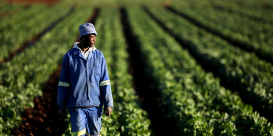 agriculture togo