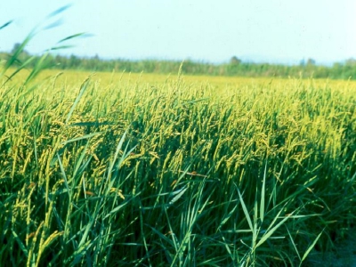 riz senegal riz senegal
