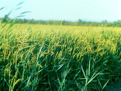 riz senegal