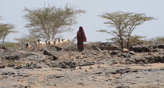 Avec ses partenaires, la BAD s’emploie à accélérer le déploiement du programme de résilience à la sécheresse Avec ses partenaires, la BAD s’emploie à accélérer le déploiement du programme de résilience à la sécheresse