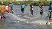 Un millions d’emplois générés par la pêche dans les pays membres de la CSRP (rapport) Un millions d’emplois générés par la pêche dans les pays membres de la CSRP (rapport)