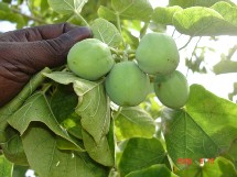 jatropha jatropha