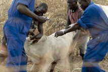 KAFFRINE/ PROGRAMME LOCAL D’APPUI A L’ELEVAGE Un nouveau parc de vaccination implanté à Kayi