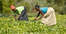 Sécurité alimentaire: la FAO réitère son engagement à soutenir les politiques nationales