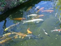 L’ANA veut faire du Sénégal 'un pays aquacole de premier plan' (DG) L’ANA veut faire du Sénégal 'un pays aquacole de premier plan' (DG)