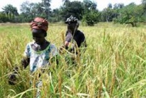Fatick : réception d’une partie du matériel destiné aux producteurs Fatick : réception d’une partie du matériel destiné aux producteurs