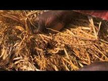 Un projet appuyé par la JICA pour l'autosuffisance en riz Un projet appuyé par la JICA pour l'autosuffisance en riz