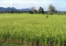 Des producteurs formés au financement des activités agricoles