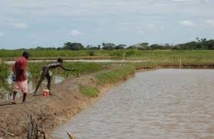 Lancement du volet pisciculture de l’aménagement de la mare de Walaldé, mardi