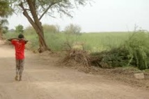 Saint-Louis : 3 collectivités ciblées pour le projet de pistes communautaires Saint-Louis : 3 collectivités ciblées pour le projet de pistes communautaires