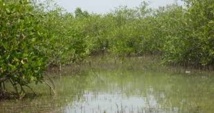 Ndiaël : la remise en eau de la réserve avifaune sera effective sous peu
