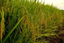 Qualité du riz de la vallée : des efforts sont encore à faire (agronome)