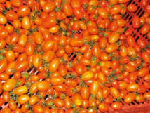 Saint-Louis: seules 46.000 tonnes de tomates enlevées sur un objectif de 75.000 tonnes
