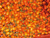 Saint-Louis: seules 46.000 tonnes de tomates enlevées sur un objectif de 75.000 tonnes Saint-Louis: seules 46.000 tonnes de tomates enlevées sur un objectif de 75.000 tonnes