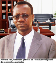 Reconstitution du capital semencier : le DG de l'ISRA optimiste Reconstitution du capital semencier : le DG de l'ISRA optimiste