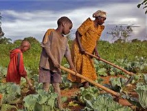 Sécurité alimentaire -  Un officiel exhorte à nourrir les enfants avec les produits locaux