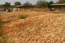 Le PRODES lancé pour lutter contre la pauvreté à Saint-Louis, Louga et Matam Le PRODES lancé pour lutter contre la pauvreté à Saint-Louis, Louga et Matam