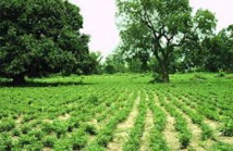 Tambacounda : la DDR optimiste pour les cultures s'il pleut jusqu'en fin octobre Tambacounda : la DDR optimiste pour les cultures s'il pleut jusqu'en fin octobre