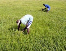 New Delhi débourse 31 milliards de francs CFA pour la riziculture sénégalaise