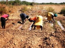 Exploitations familiales: plaidoyer pour des stratégies d'adaptation aux changements climatiques