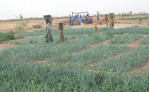 Le Pracas, un outil de valorisation des résultats de la recherche, selon le Dg de l’Isra Le Pracas, un outil de valorisation des résultats de la recherche, selon le Dg de l’Isra