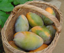 Mangues : 15.000 tonnes exportées cette année (professionnel) Mangues : 15.000 tonnes exportées cette année (professionnel)