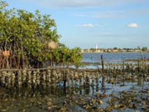 L'AMP de Joal-Fadiouth est sans moyens, selon le comité de gestion L'AMP de Joal-Fadiouth est sans moyens, selon le comité de gestion