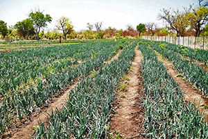 Dassilamé socé : la riziculture et le maraîchage révolutionnent l'agriculture