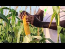 Kédougou : démarrage du Domaine agricole communautaire (DAC) d’Itato