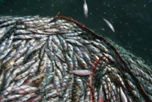 PECHE ILLEGALE NON DECLAREE ET NON REGLEMENTEE UN MANQUE A GAGNER DE 150 MILLIARDS DE F CFA POUR L’ECONOMIE SENEGALAISE PECHE ILLEGALE NON DECLAREE ET NON REGLEMENTEE UN MANQUE A GAGNER DE 150 MILLIARDS DE F CFA POUR L’ECONOMIE SENEGALAISE